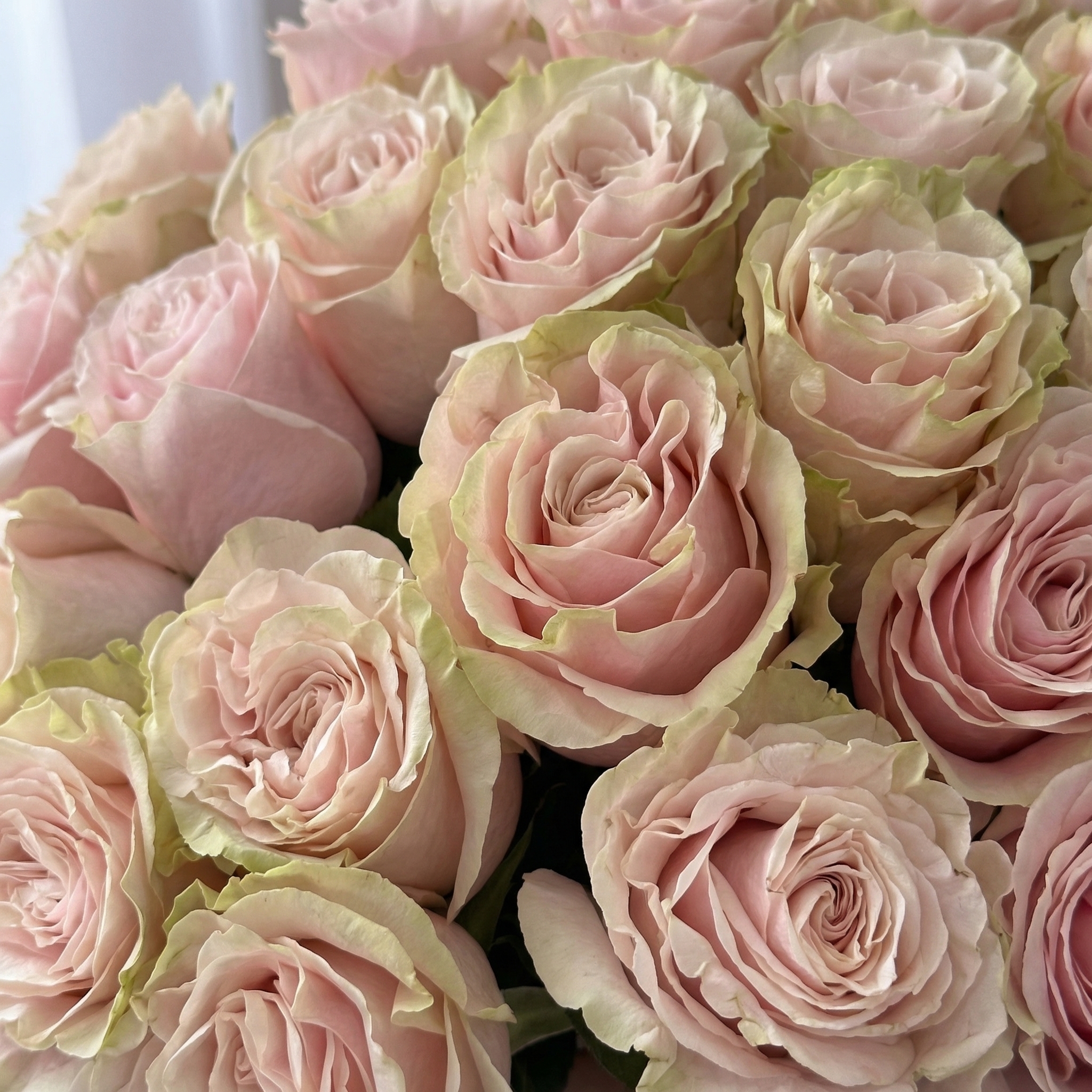 Букет Букет из 25 розовых роз под ленту