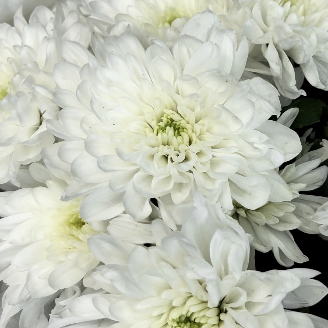 Букет Звездная ночь