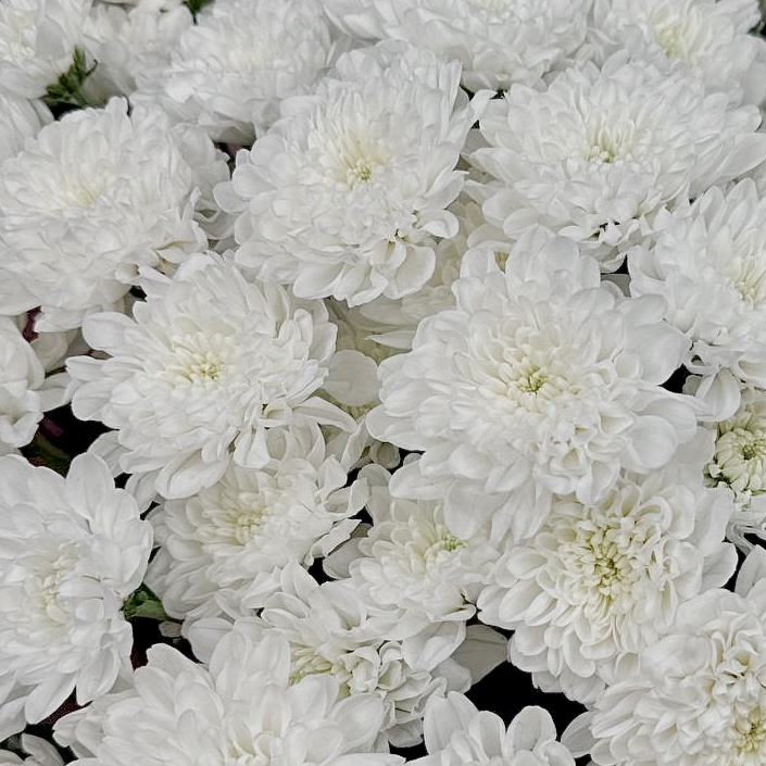 Букет Пудровый штиль