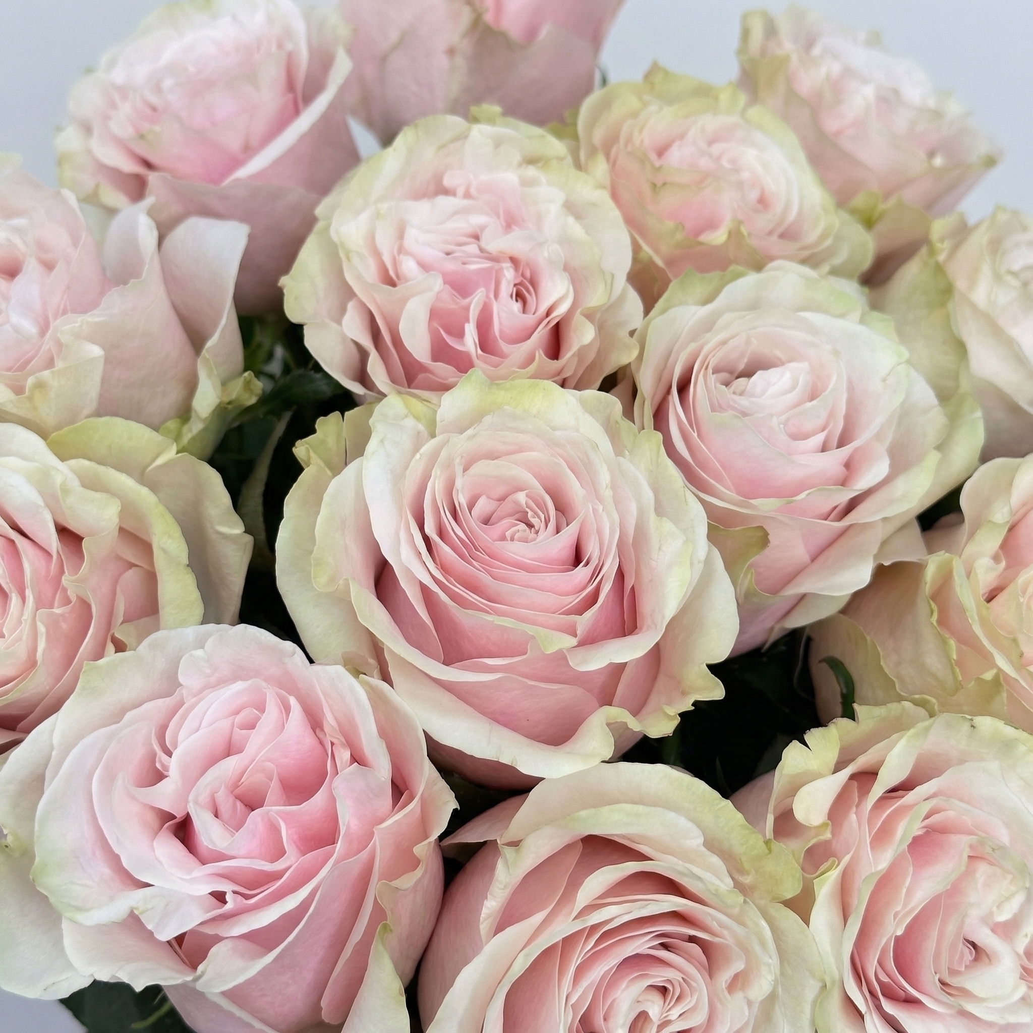 Букет Букет из 15 розовых роз под ленту