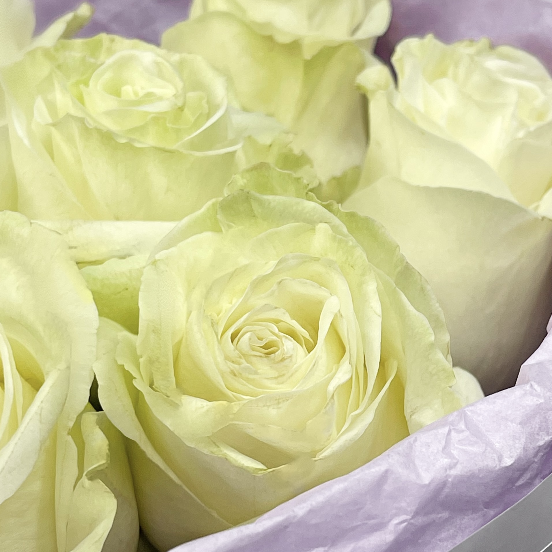 Букет Монобукет из 7 белых роз №2