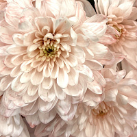 Букет Комбо-набор клубника, бананы и цветы "Искренний вкус"